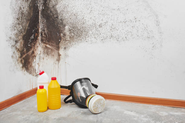 Best Mold Removal Near Me  in South Hutchinson, KS