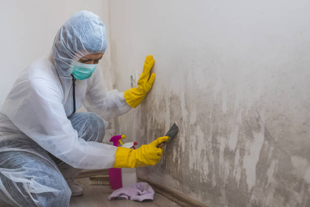 Attic Mold Removal in South Hutchinson, KS