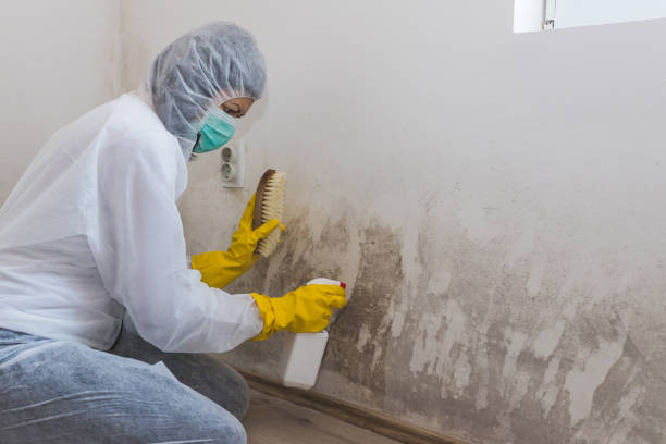 Best Certified Mold Removal  in South Hutchinson, KS