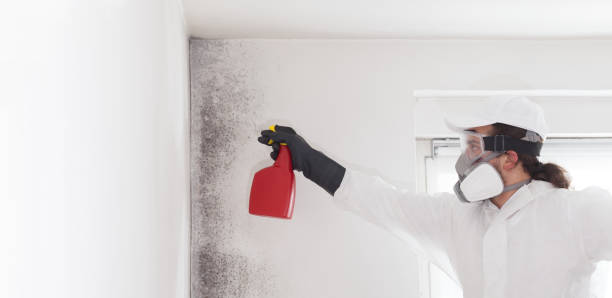 Best Mold Cleaning Services  in South Hutchinson, KS