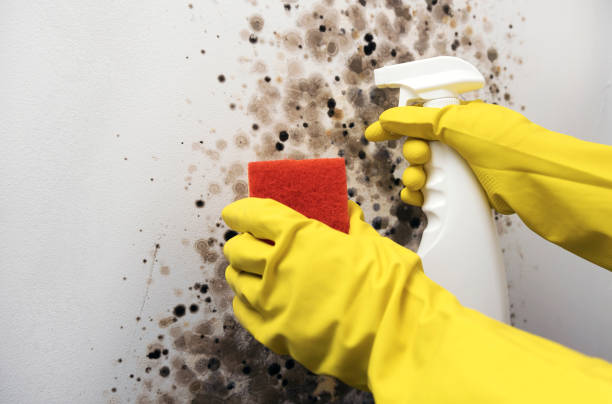 Best Fast Mold Removal  in South Hutchinson, KS