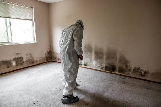 Mold Removal and Inspection in South Hutchinson, KS