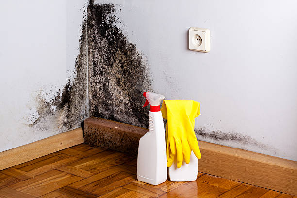 Best Mold Removal Near Me  in South Hutchinson, KS