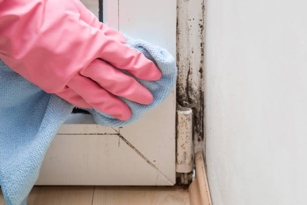 Best Mold Testing and Removal  in South Hutchinson, KS