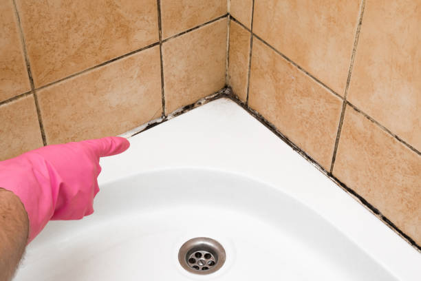 Best Mold Remediation  in South Hutchinson, KS